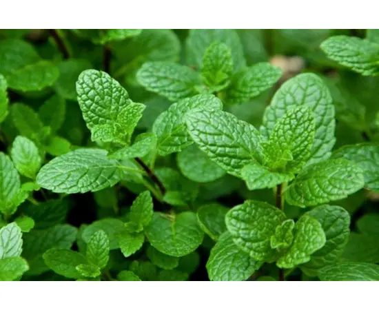 პიტნის თესლი GL Seeds 0,1 გ