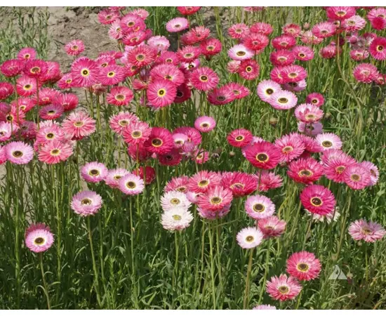 თესლი აკროკლინუმის GL Seeds ბრილიანტის ვარდი 0,2 გ