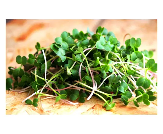 თესლი მიკრომწვანილის GL Seeds ბოლოკის მიქსი 15გ