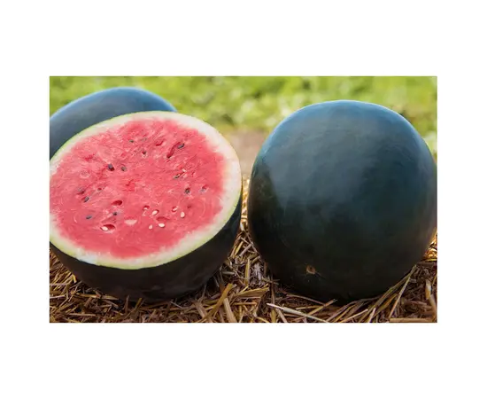 Seeds Watermelon Black star Bright Duchess 10 pcs