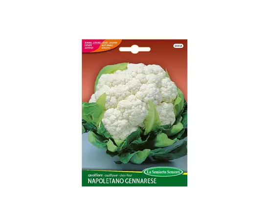 Cauliflower seeds Cauliflower NAPOLETANO GENNARESE 044-MAXIOr