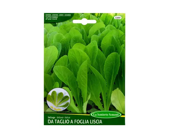 სალათის თესლი CUTTING LETTUCE A Foglia Liscia 228-MAXIOR