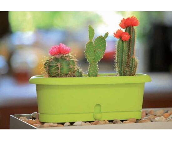 Flower pot Form-Plastic Cactus box Lotos 30 pistachio
