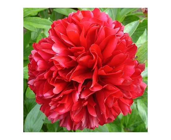 Bulb HBM Paeonia Red 1/2 1 pc