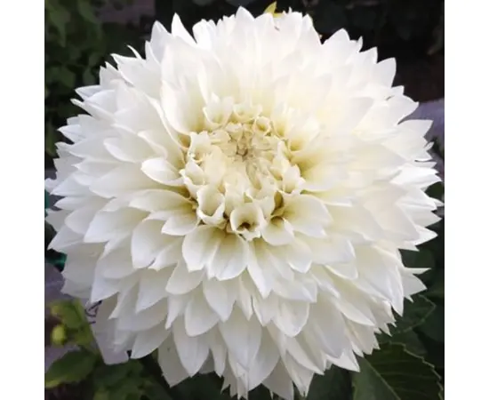 Bulb HBM Dahlia Myama Fubuki I 1 pc