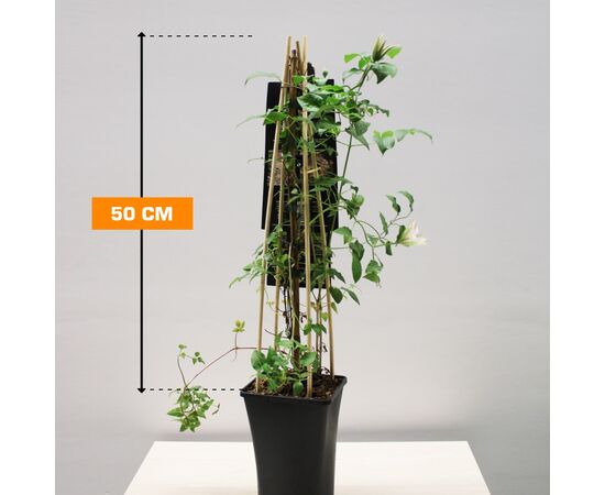 Клематис Clematis 'Pink Fantasy' +3.0 label 17/75 50 см