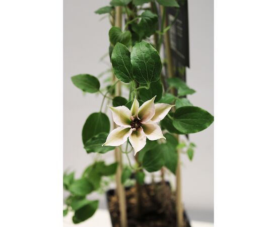 Клематис Clematis 'Pink Fantasy' +3.0 label 17/75 50 см