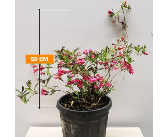 ვეიგელა Weigelia Floribunda A.Clt 7 40-60 50 სმ