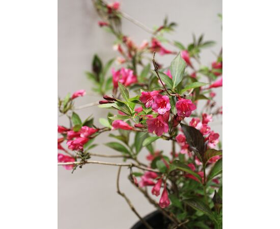 ვეიგელა Weigelia Floribunda A.Clt 7 40-60 50 სმ