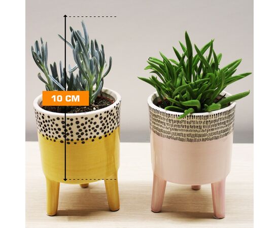 Crassula money tree ovata Willemstad 10 cm