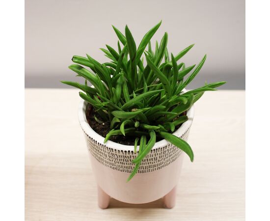 Crassula money tree ovata Willemstad 10 cm