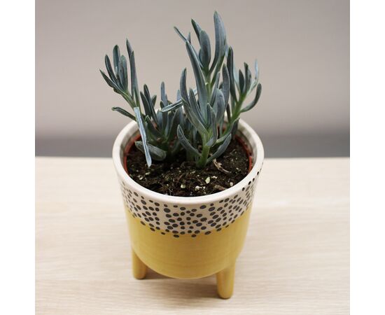 Crassula money tree ovata Willemstad 10 cm