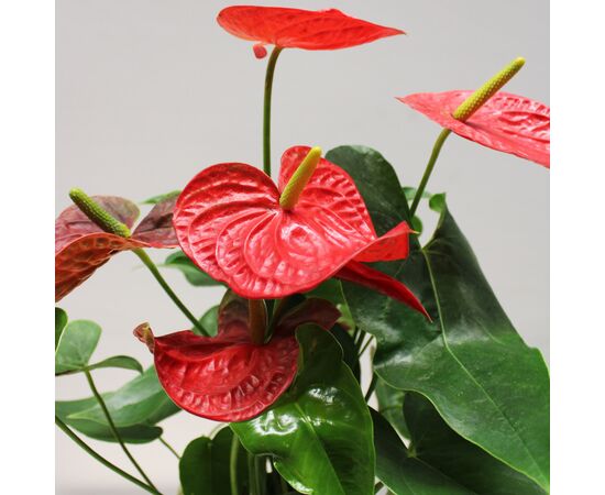 ანტურიუმ Anthurium 60 სმ