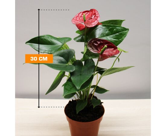 ანტურიუმ Anthurium 30 სმ