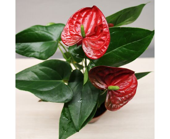 ანტურიუმ Anthurium 30 სმ
