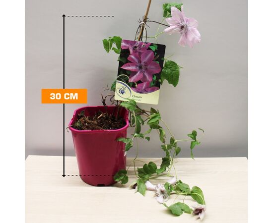 კლემატის Clematis W Odmianch C2 30 სმ