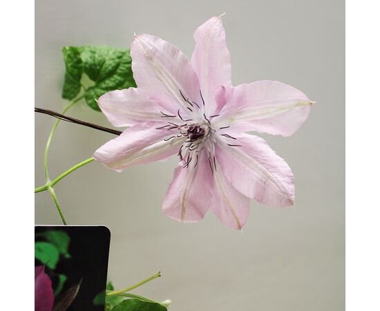 კლემატის Clematis W Odmianch C2 30 სმ