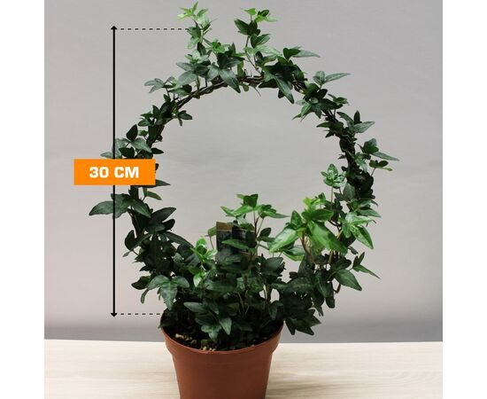 ხედერა Hedera helix several green 13/40