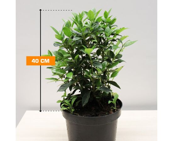 კამელია მარადმწვანე Viburnum Tinus C3