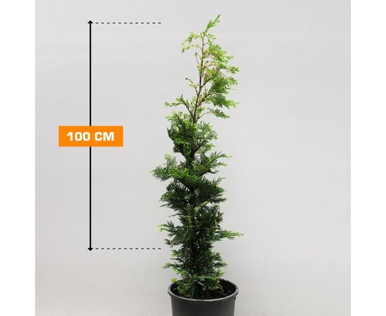 Cypress Cupressocyparis Ley. 'Goldrider' C7