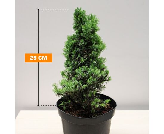 Spruce Picea glauca Sander`s Blue 5/10 C3