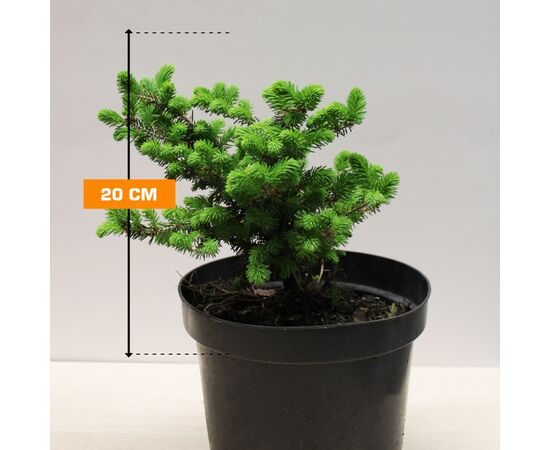 Spruce Picea Abies Nidiformis 5/10 C3