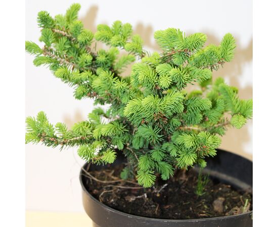 Spruce Picea Abies Nidiformis 5/10 C3