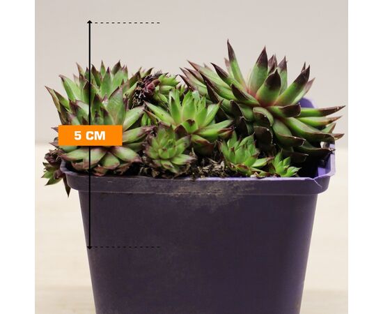 Echeveria Sempervivum P9