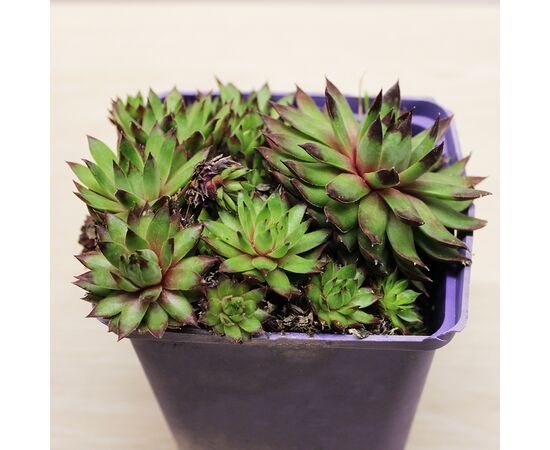 Echeveria Sempervivum P9