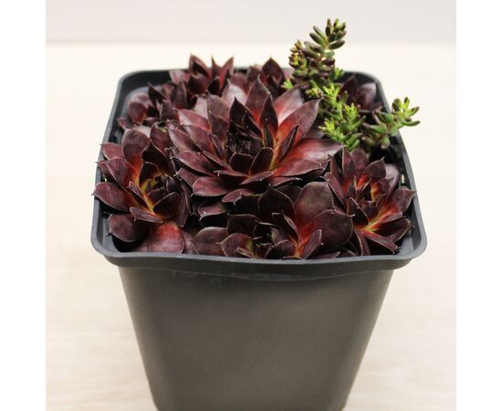 Echeveria Sempervivum P9