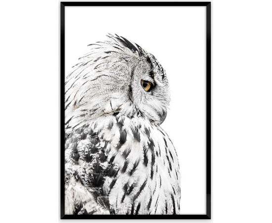 Picture in frame Styler Owl FP068 50X70 cm