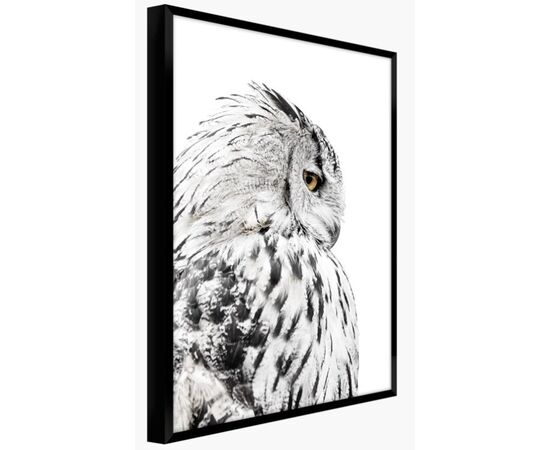 Picture in frame Styler Owl FP068 50X70 cm