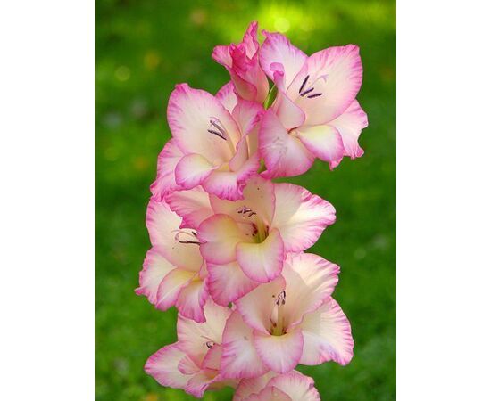 Луковичные SUP Gladiolus Priscilla (x2)