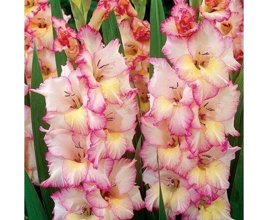 Луковичные SUP Gladiolus Priscilla (x2)