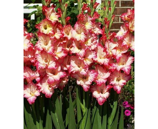 Луковичные SUP Gladiolus Priscilla (x2)