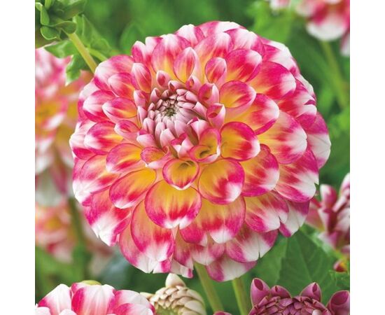 Bulb HBM Dahlia Hawaii nl II 1 pc