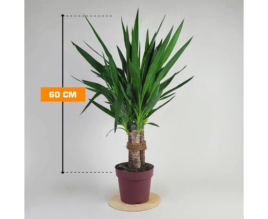 იუკა Yucca elephantipes Tres Cañas 30 stam 60 სმ