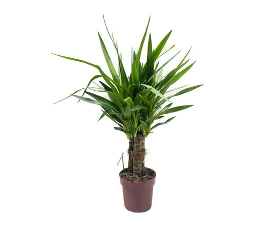 იუკა Yucca elephantipes Tres Cañas 30 stam 60 სმ