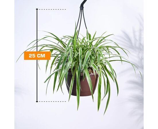 ქლოროფიტუმი CHLOROPHYTUM HANGING 25 სმ