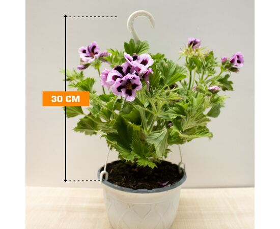 პელარგონია Pelargonium Hanging 30 სმ