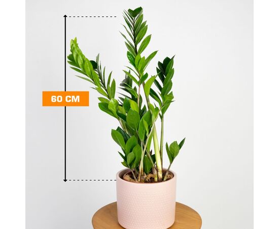 ზამიოკულკასი Zamioculcas 60 სმ