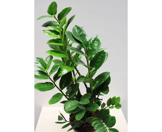 ზამიოკულკასი Zamioculcas 60 სმ