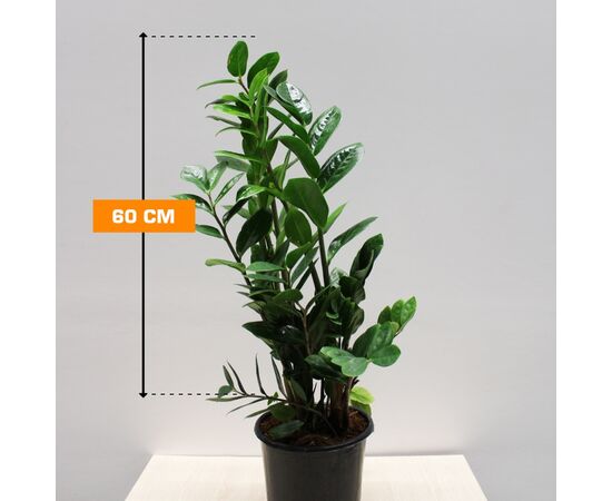 ზამიოკულკასი Zamioculcas 60 სმ