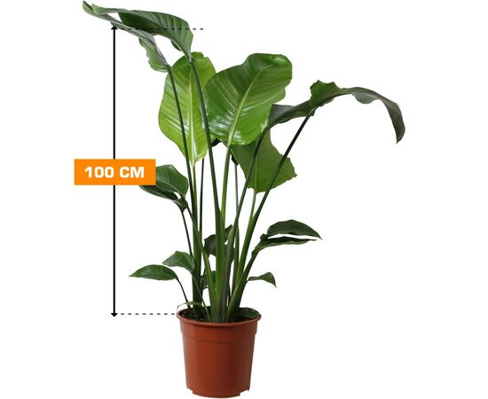 სტრელიცია STRELITZIA 2 PP 100 სმ