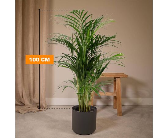 დიპსის DYPSIS LUTESCENS ARECA