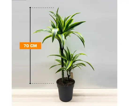 Dracaena Lemon Lime 70 cm