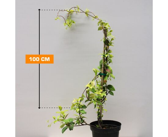 ჟასმინი Rhyncospermum Jasminoides C3