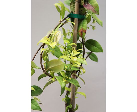 ჟასმინი Rhyncospermum Jasminoides C3