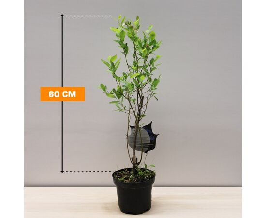 მოცვი Vaccinium corymbosum
