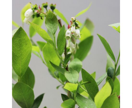 მოცვი Vaccinium corymbosum